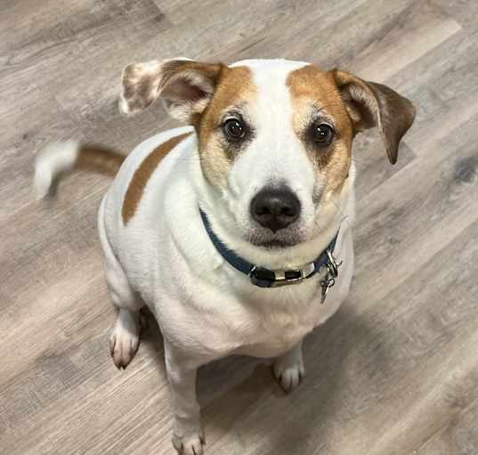 Photo of Benji