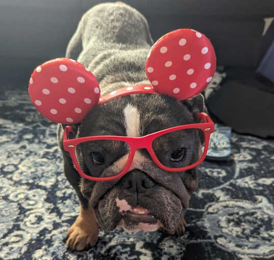 Photo of Freya