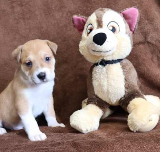Photo of Baron