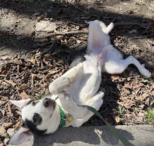 Photo of Gumbo