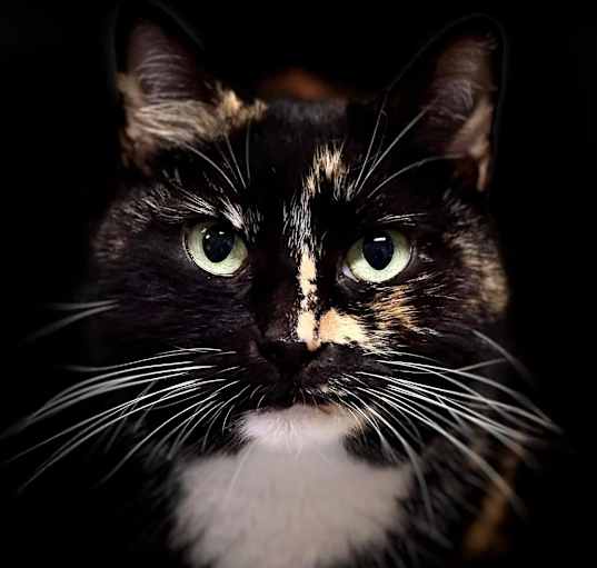 Photo of Kit