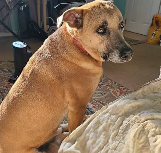 Photo of Hopper