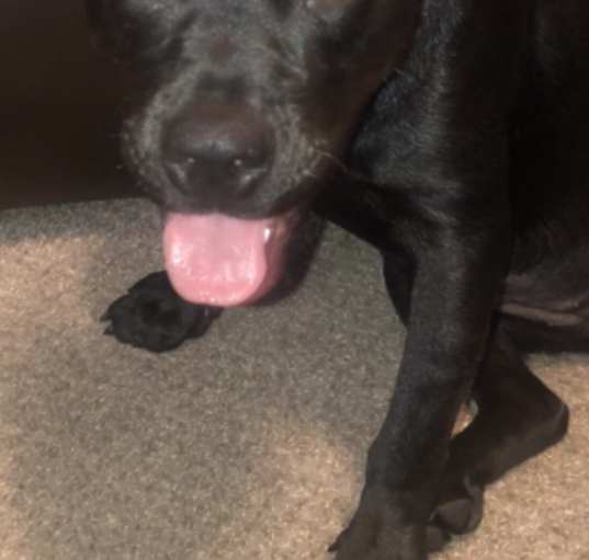 Photo of Athena