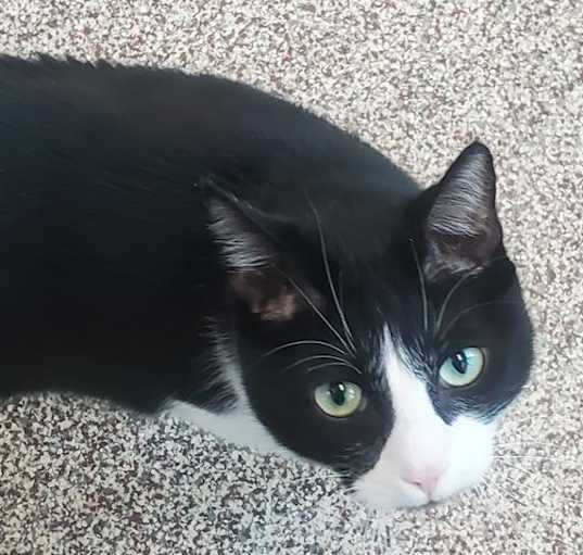 Photo of GORDITO - WORKING CAT