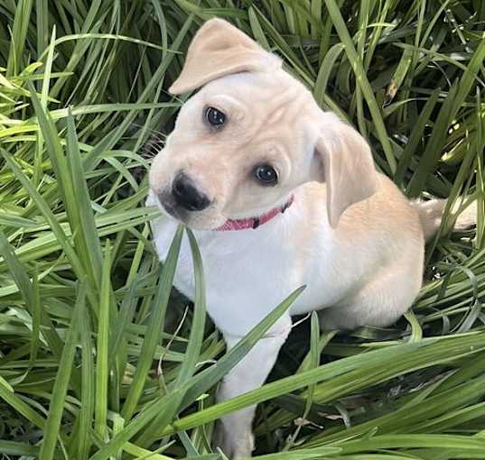 Photo of Aurora