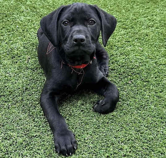 Photo of Raya