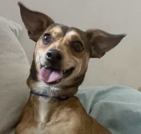 Photo of Niko