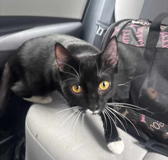 Photo of lily