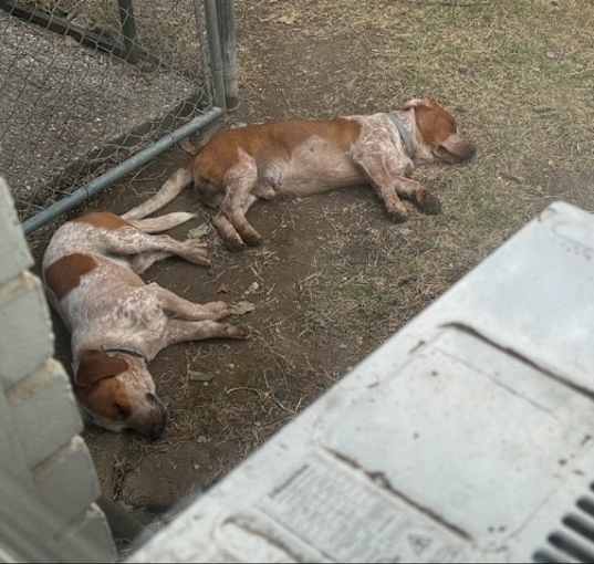 Photo of Boudreaux & Kip