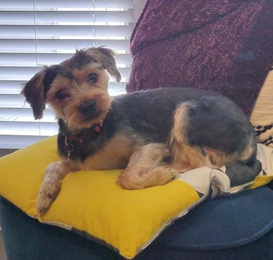 Photo of Toto