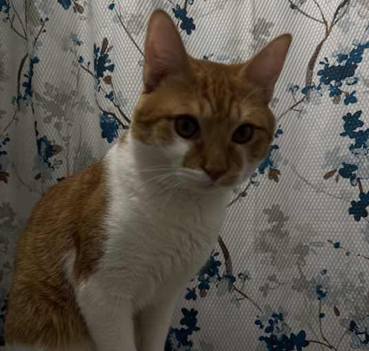 Photo of Star