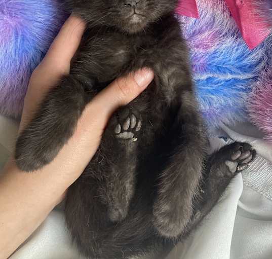 Photo of Ace