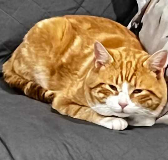 Photo of Archie