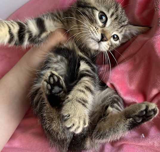 Photo of Lilly