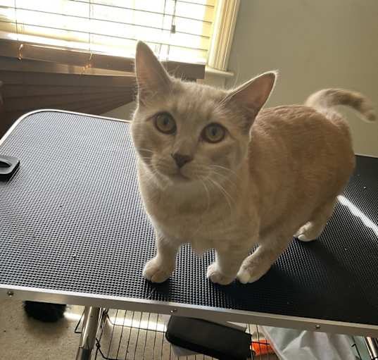 Photo of Shelby