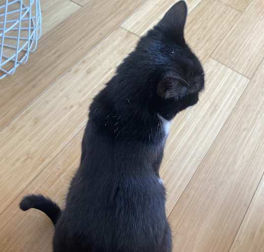 Photo of Pinta