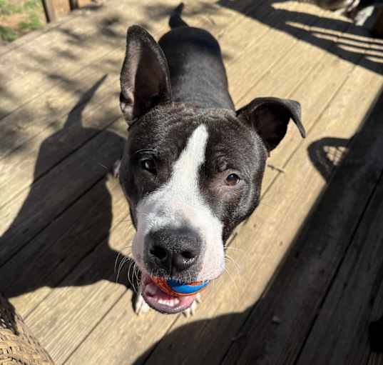 Photo of Louie