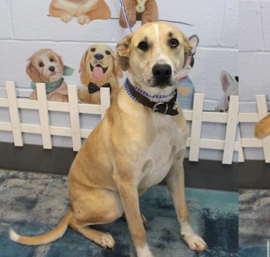 Photo of Koda URGENT HELP!