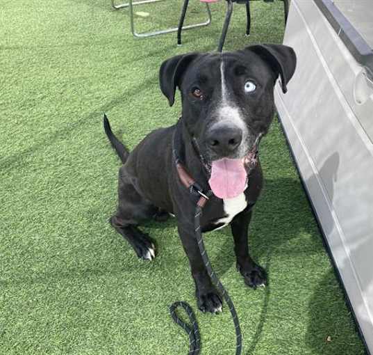 Photo of BRONCO
