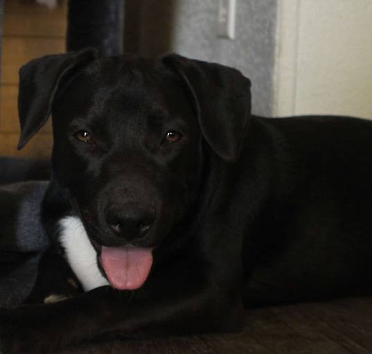 Photo of Birdie