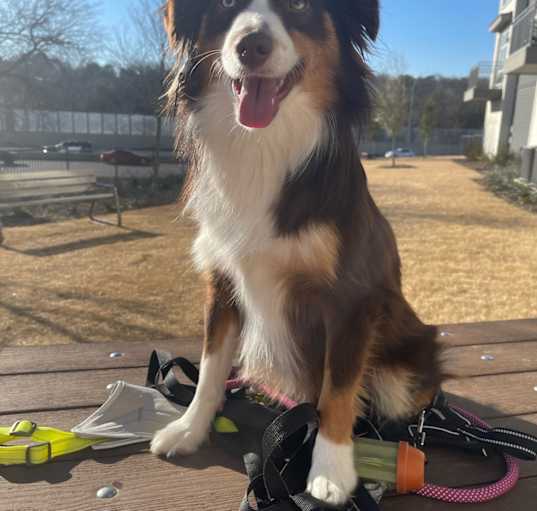 Photo of Nugget