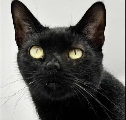 Photo of Bella is a Beauty!