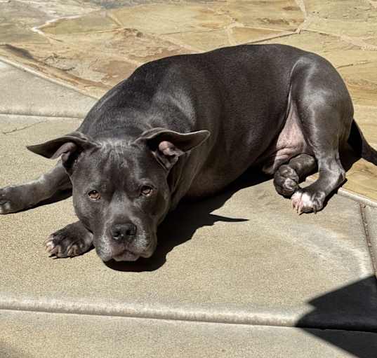 Photo of Baloo