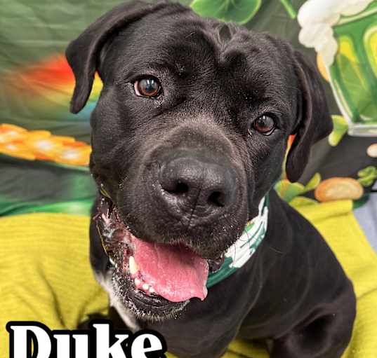 Photo of Duke