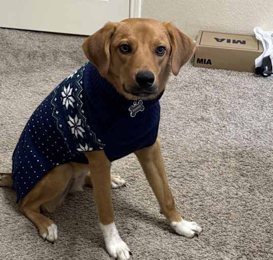 Photo of Canela