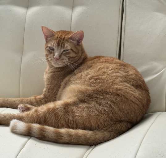 Photo of Orange