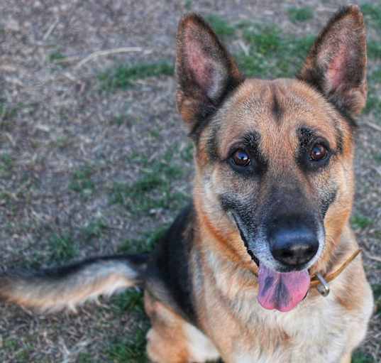 Photo of Shep