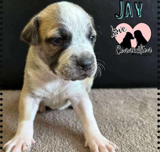 Photo of Jay