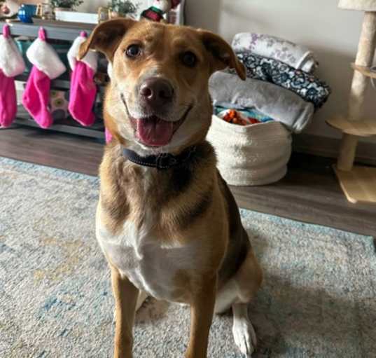Photo of Honey