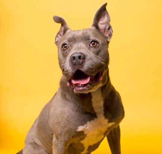 Photo of Estella (Stella)