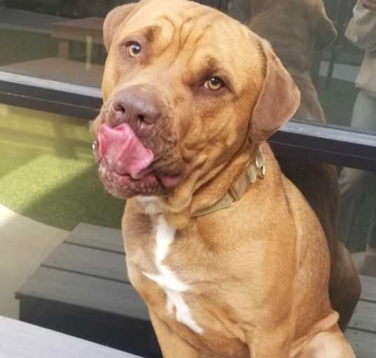 Photo of Canelo
