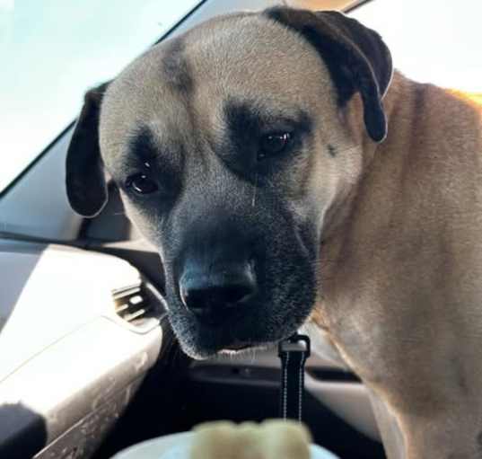 Photo of Archer