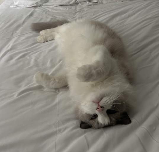 Photo of Juno