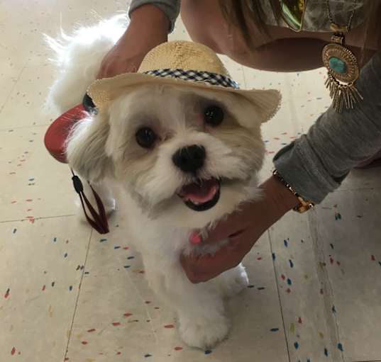 Photo of Gizmo