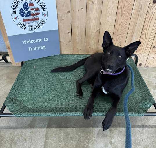 Photo of London (FOSTERED IN MD)