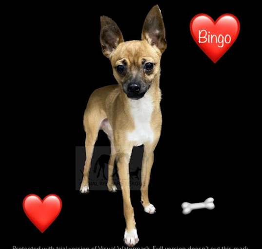 Photo of BINGO