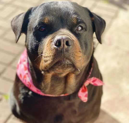 Photo of Macy