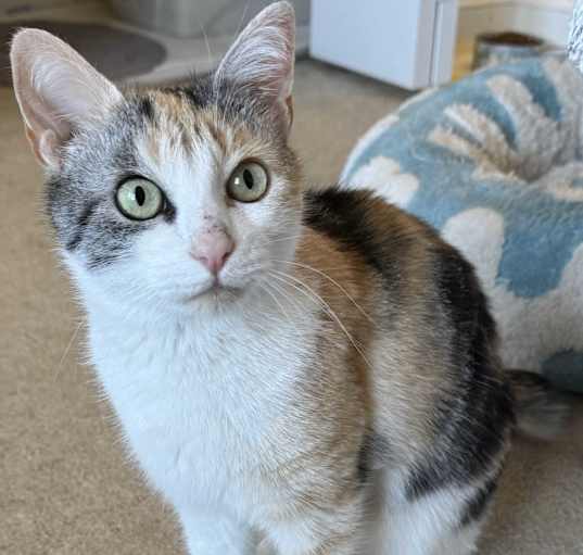 Photo of Bell