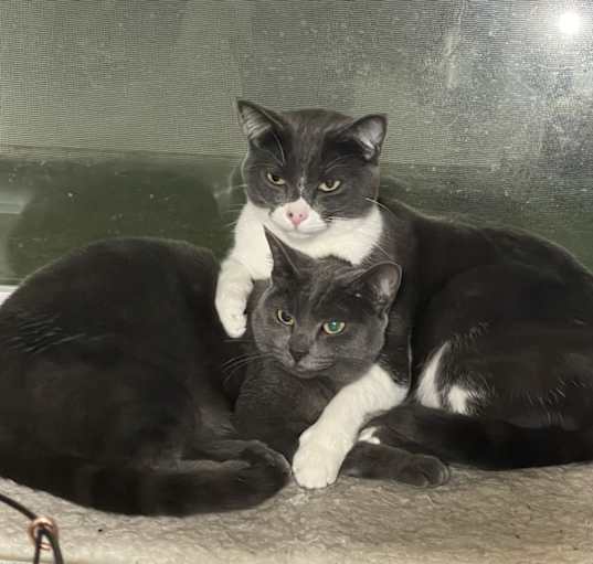 Photo of Morgana and his sister Lizzie