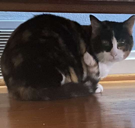 Photo of Callie