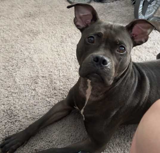 Photo of Luna