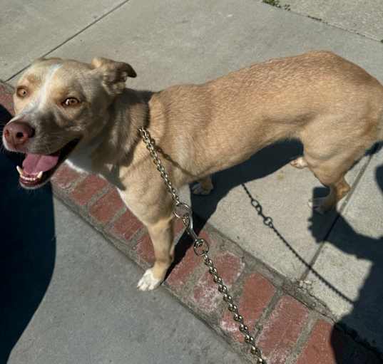 Photo of Koda