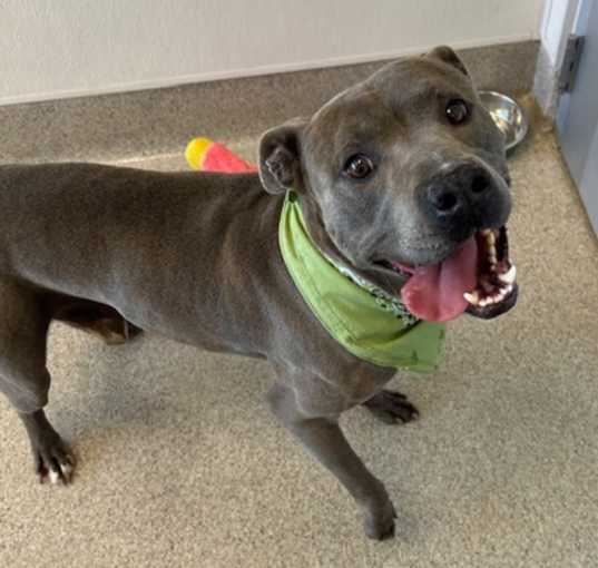 Photo of Buddy