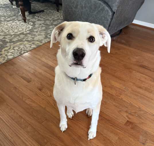 Photo of Bodhi