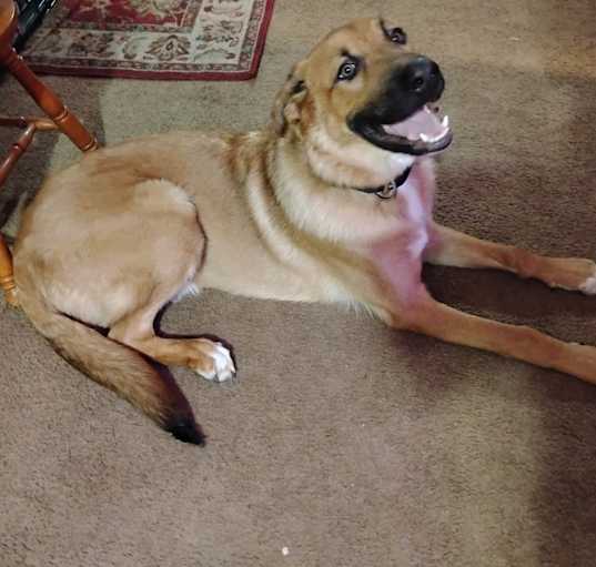 Photo of Butterscotch
