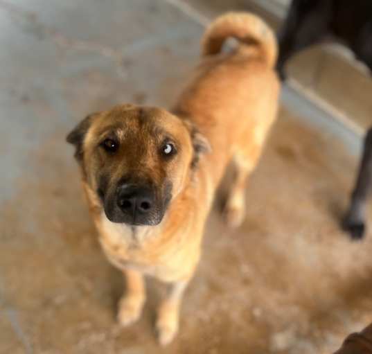 Photo of Pepper